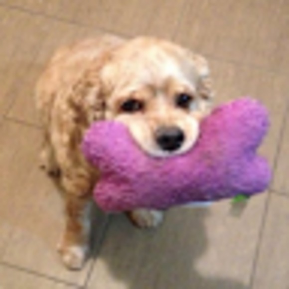 Meet your Posher, Heidi - Picture 1 of 1